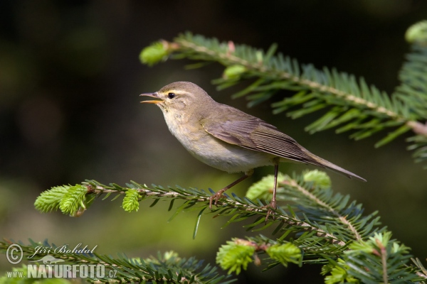 Phylloscopus trochilus