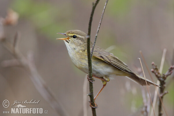 Phylloscopus trochilus