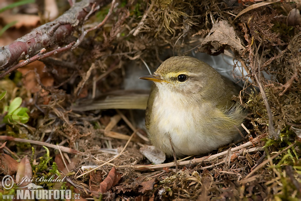 Phylloscopus trochilus