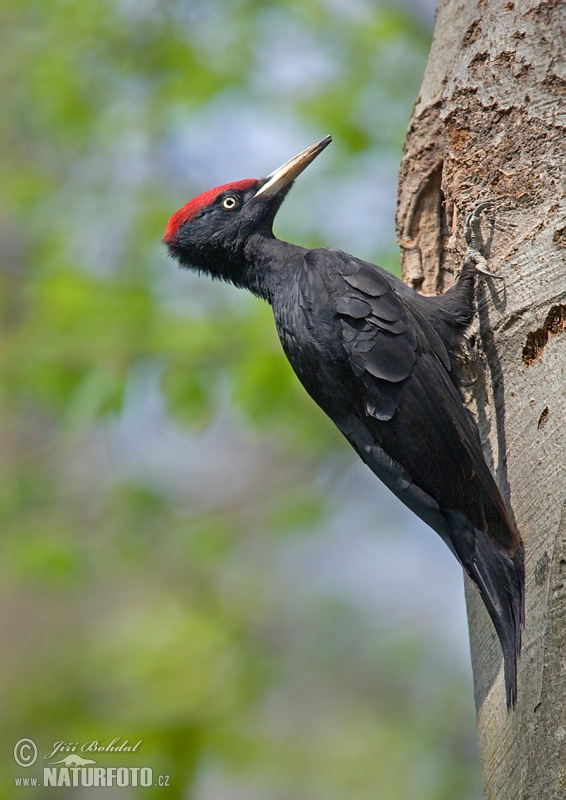 Pica-pau-preto