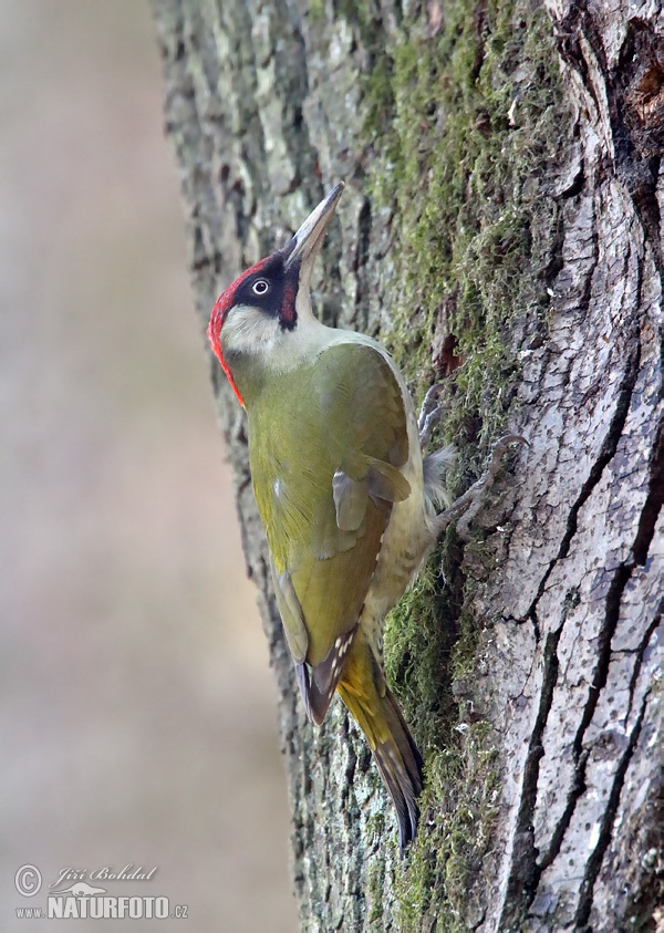 Pica-pau-verde