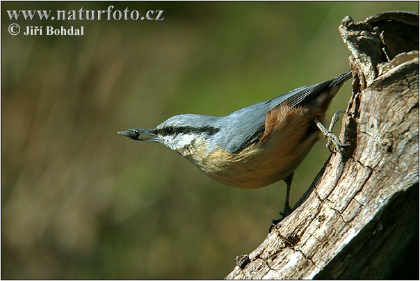 Pica-soques blau