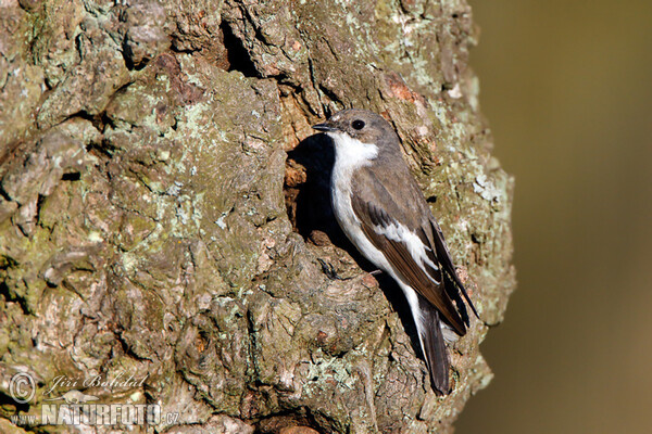 Pied Flycatcher (Ficedula hypoleuca)