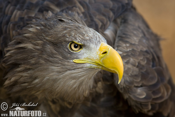 Pigargo europeo