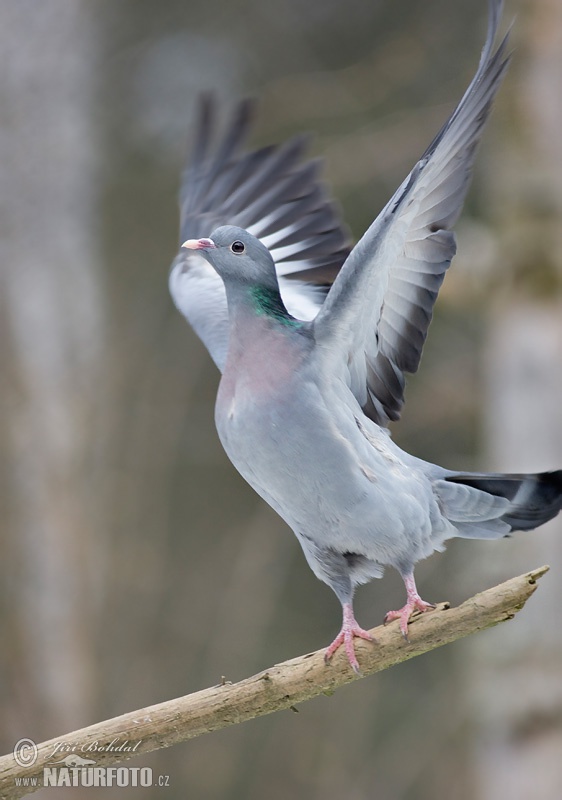 Pigeon colombin