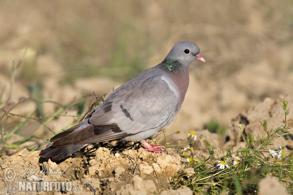 Pigeon colombin