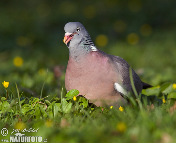 Pigeon ramier