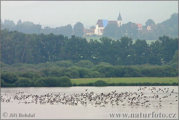 Pilkoji žąsis