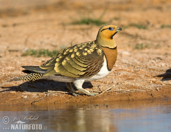 Pin-tailed Sandgrouse (Pterocles alchata)