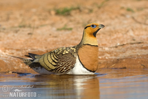 Pin-tailed Sandgrouse (Pterocles alchata)