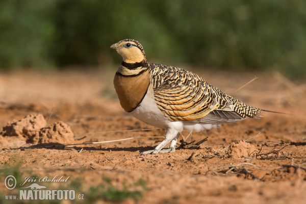 Pin-tailed Sandgrouse (Pterocles alchata)