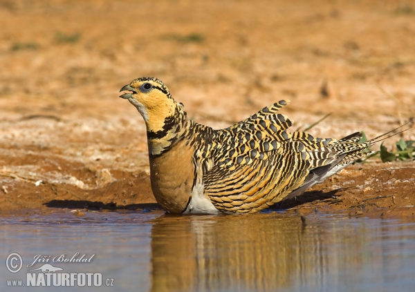 Pin-tailed Sandgrouse (Pterocles alchata)