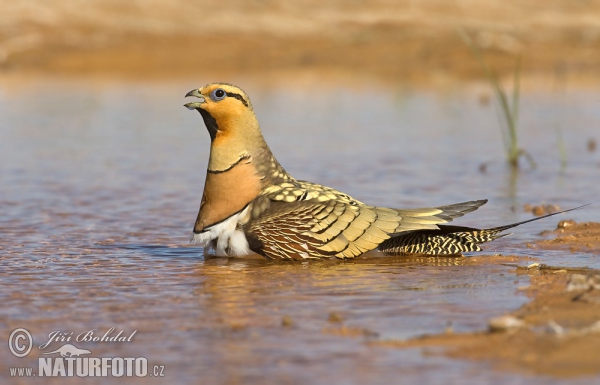 Pin-tailed Sandgrouse (Pterocles alchata)