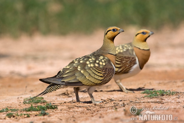 Pin-tailed Sandgrouse (Pterocles alchata)