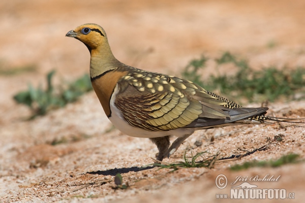 Pin-tailed Sandgrouse (Pterocles alchata)