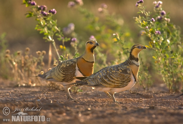 Pin-tailed Sandgrouse (Pterocles alchata)