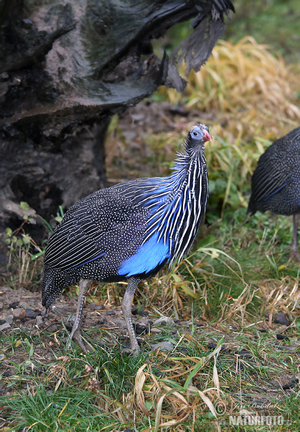 Pintada vulturina