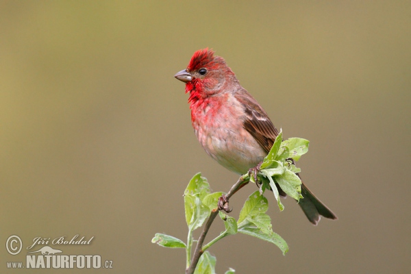 Pintarroxo-vermelho