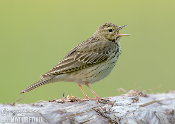 Pipit des arbres