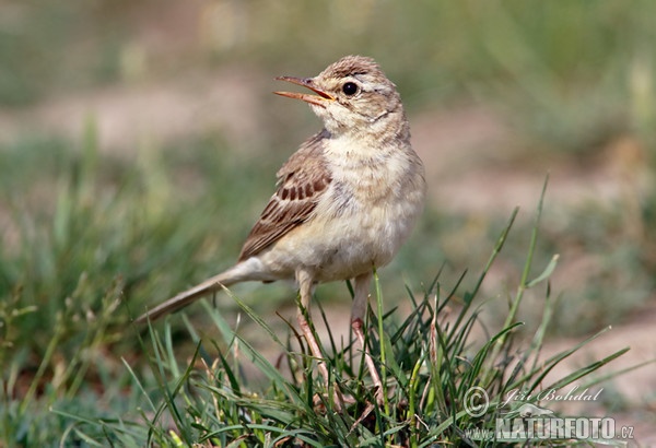 Pipit rousseline