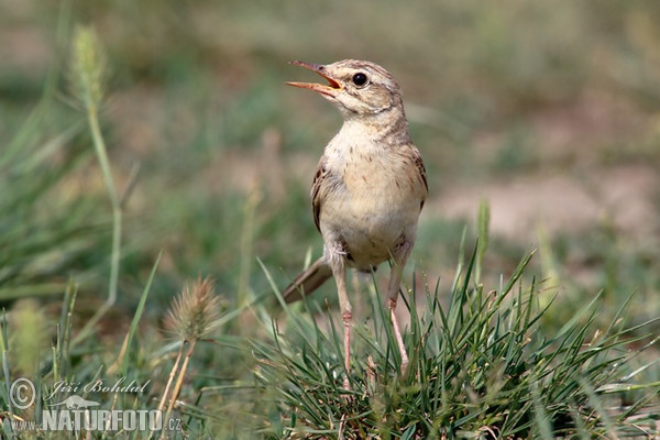 Pipit rousseline