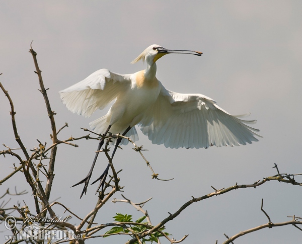 Platalea leucorodia