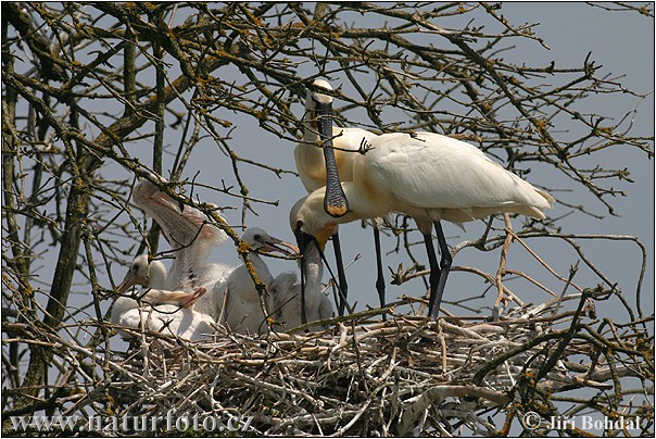 Platalea leucorodia