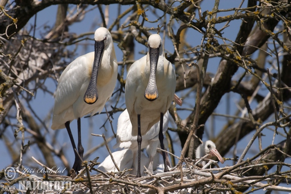 Platalea leucorodia