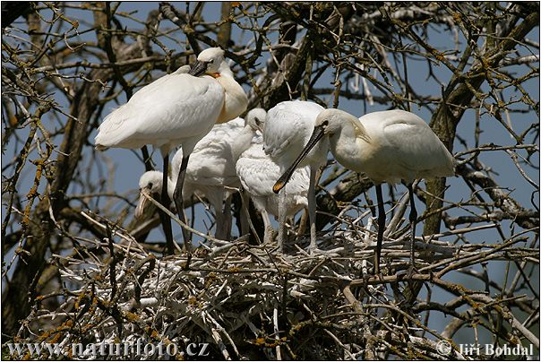 Platalea leucorodia