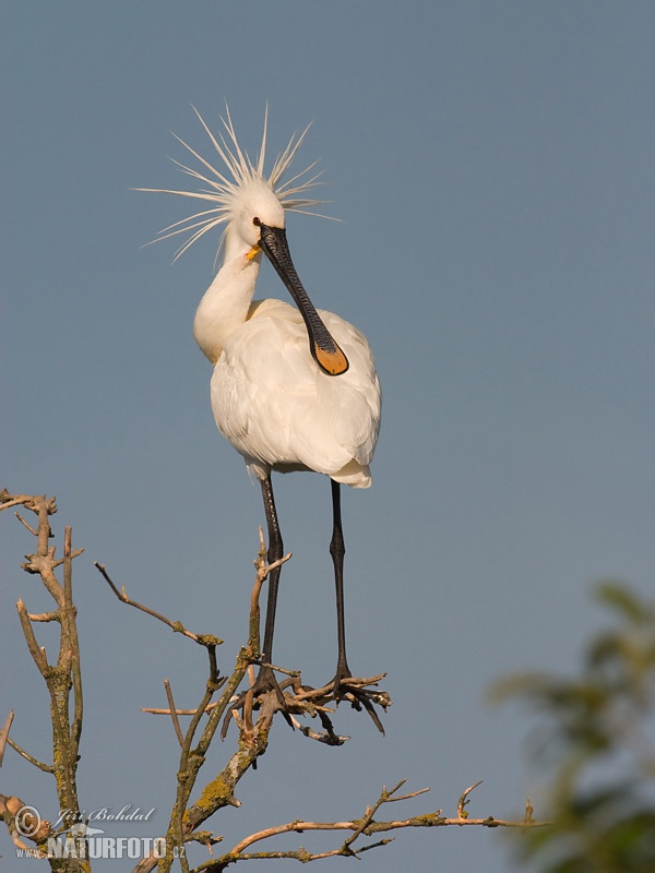 Platalea leucorodia