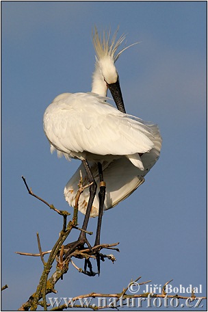 Platalea leucorodia