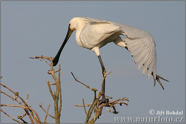 Platalea leucorodia