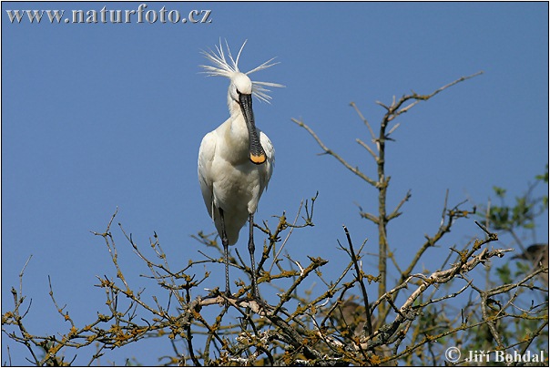 Platalea leucorodia