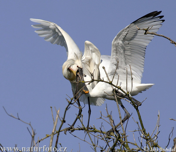 Platalea leucorodia