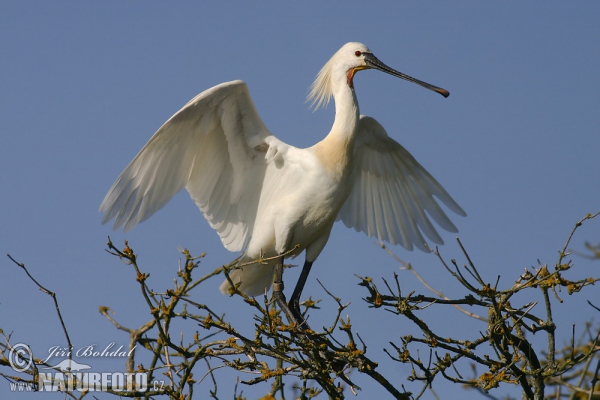 Platalea leucorodia