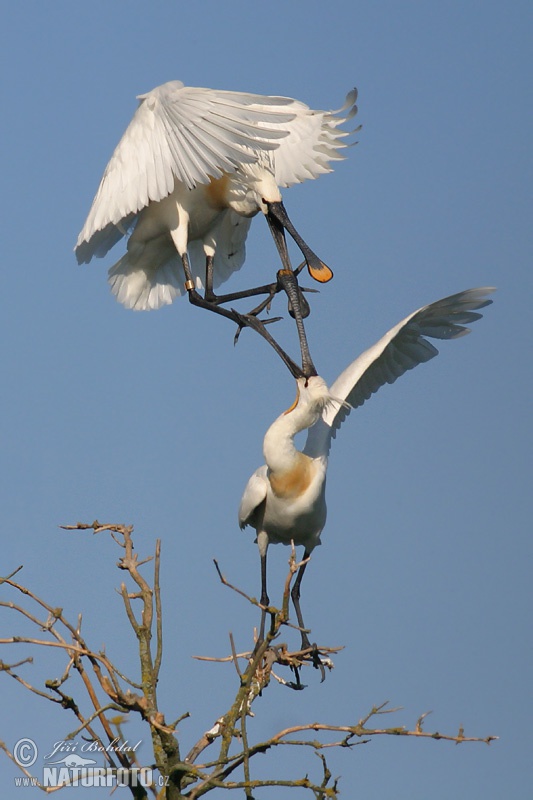 Platalea leucorodia