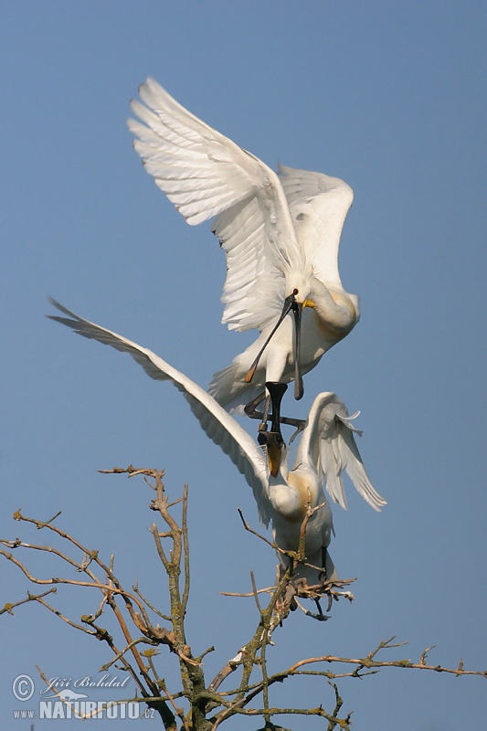 Platalea leucorodia