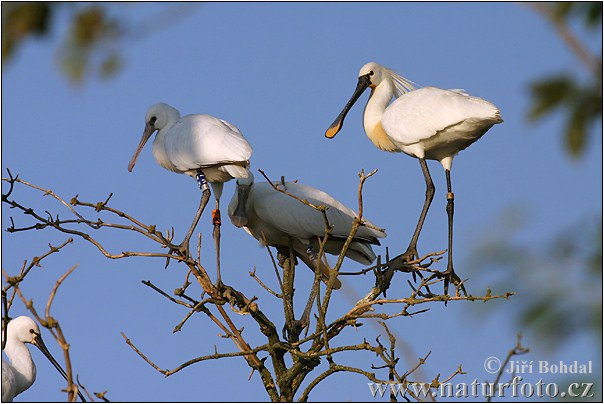 Platalea leucorodia
