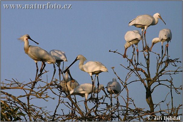 Platalea leucorodia