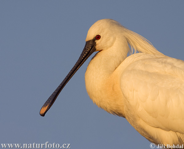 Platalea leucorodia