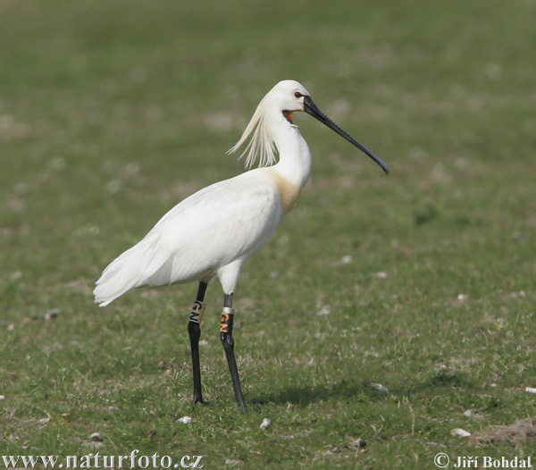 Platalea leucorodia