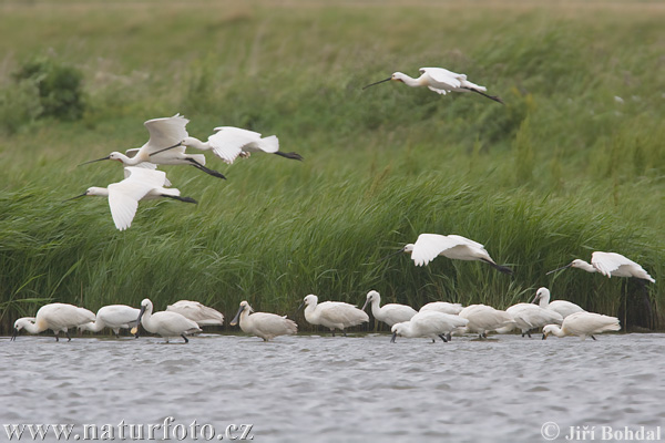 Platalea leucorodia