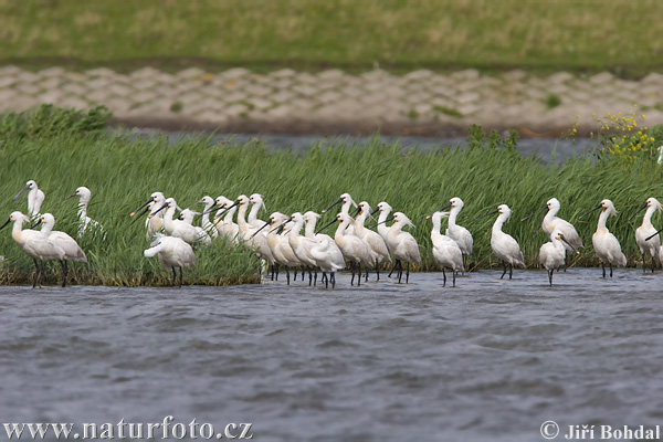 Platalea leucorodia