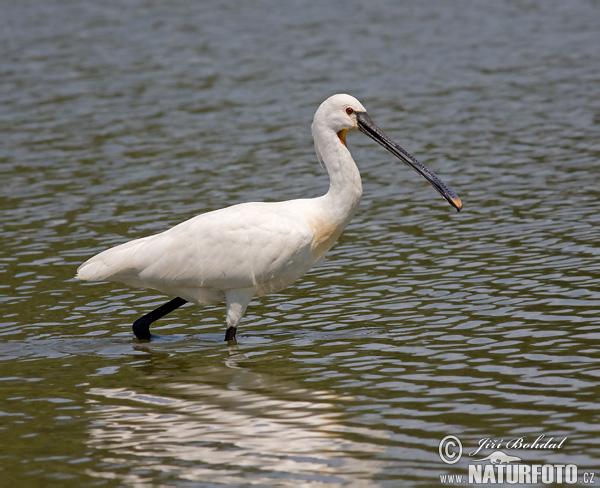 Platalea leucorodia