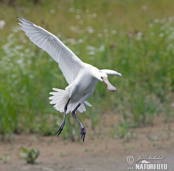 Platalea leucorodia