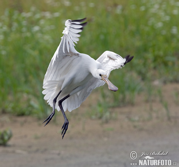 Platalea leucorodia