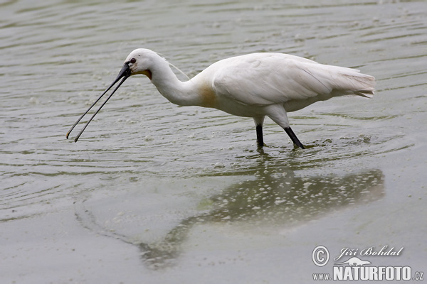 Platalea leucorodia