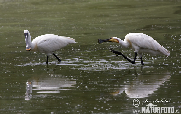 Platalea leucorodia