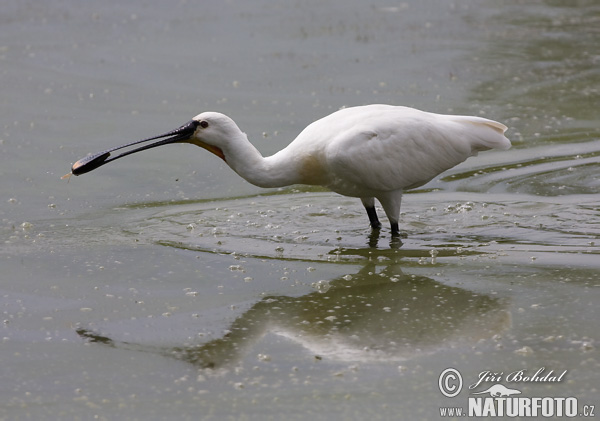 Platalea leucorodia