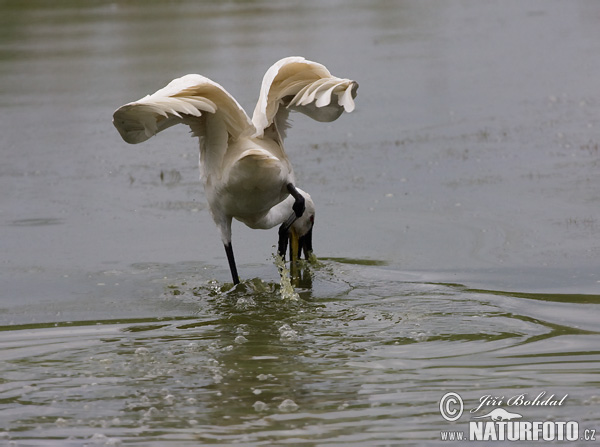 Platalea leucorodia